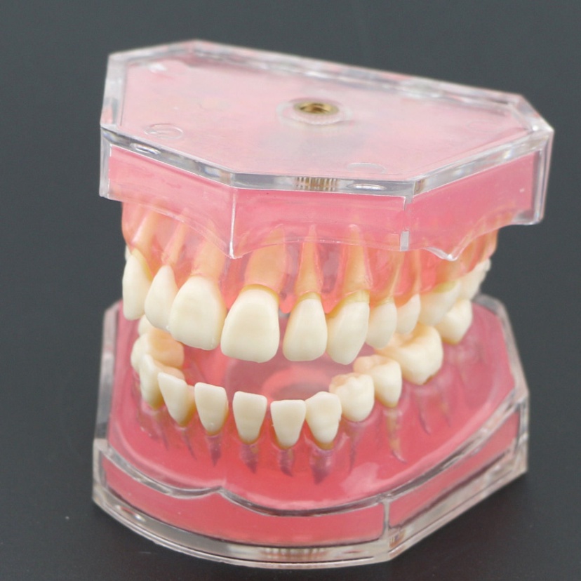Dental Teeth Model Removable Teeth Model Soft Gum Standard Tooth Model