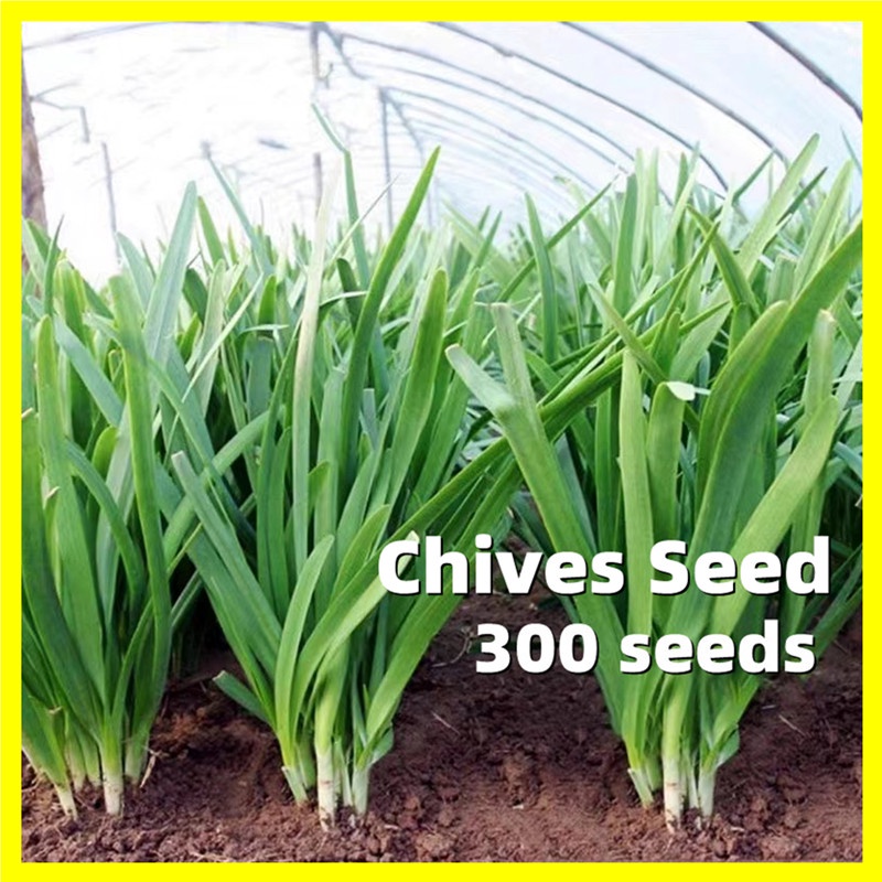 Chives Seed Fresh 300 Seeds Chinese Chives Seeds for Planting Biji