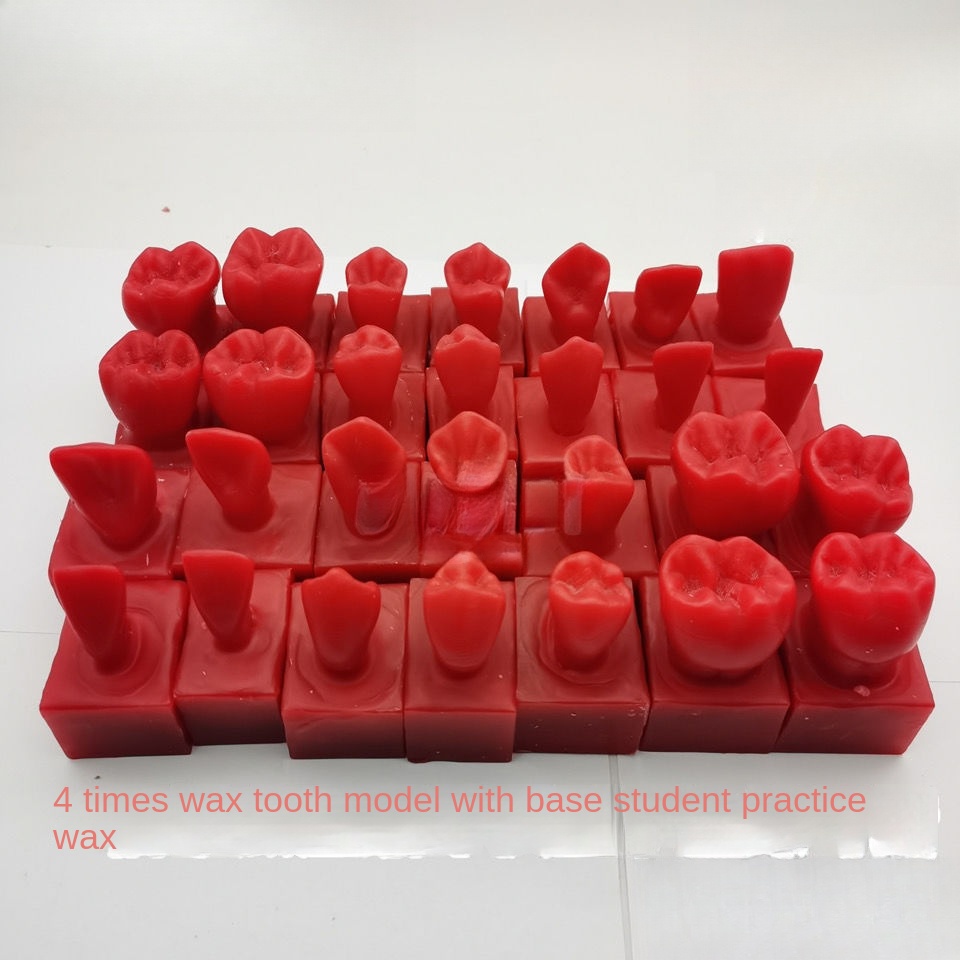 Student Carving Wax 24 Times Dental Particle Model Carving Teeth