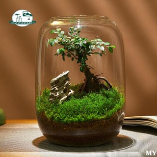 Rain Forest Sticky Red Clay Soil for DIY Moss Wall, Plant Moss / plants on  the Wall, vertical landscape, vivarium, Terrarium