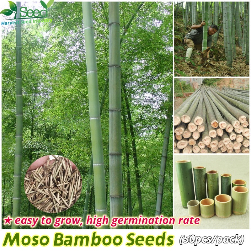Fresh Moso Bamboo Plant Seed Phyllostachys Seeds for Planting (50pcs