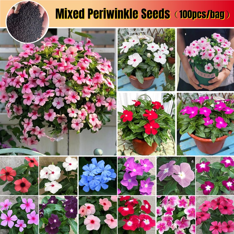 [Fast Growing] 100pcs Mixed Color Vinca Periwinkle Flower Seeds Potted