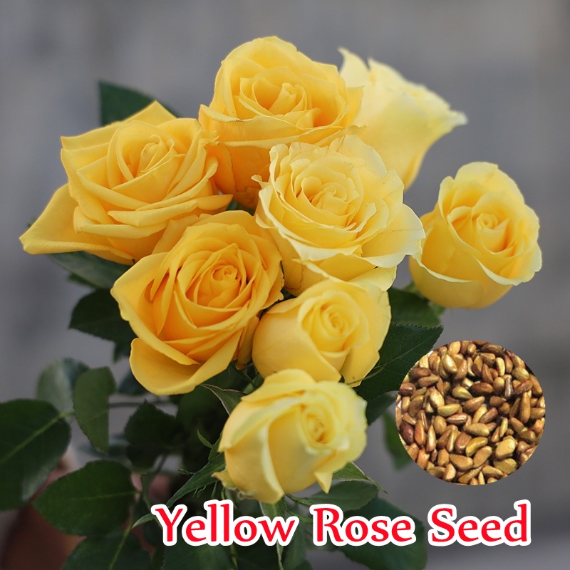 Yellow Rose Seeds（100 Seeds）Beautiful Flower Seeds For Planting ...