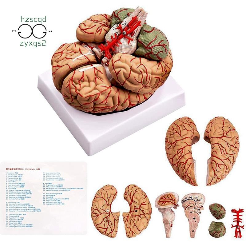 Human Brain,Life Size Human Brain Anatomy Model with Display Base, for ...