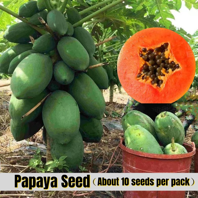 Papaya Seeds For Sale