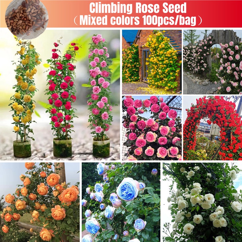 Mixed Color Climbing Rose Flower Seed for Sale (100 Pcs/pack) Japanese