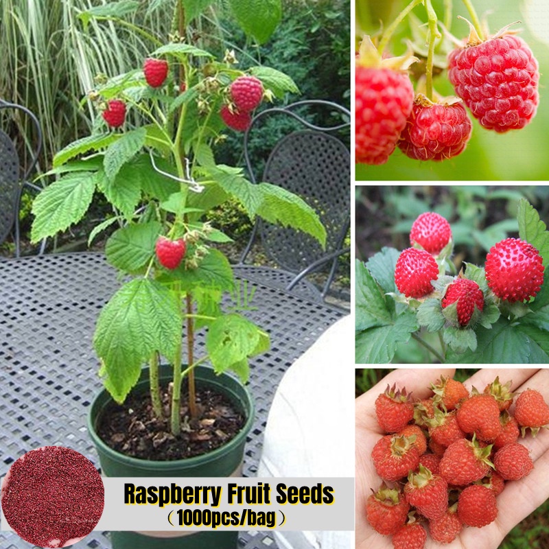 [Fast Sprouting] 1000 Seeds Rare Delicious Raspberry Fruit Seeds for ...