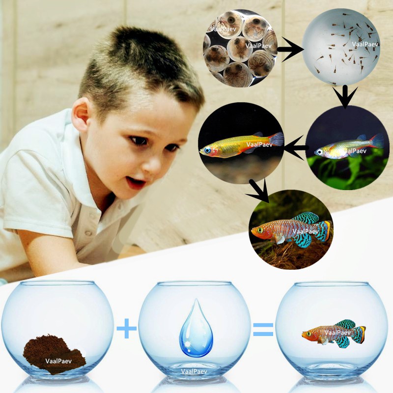 Killi Fish Eggs Toys Live Killifish Magic Toys Hatchable Educational Soil Water Caviar Aquarium