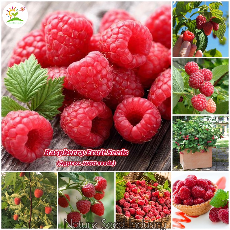 Rare Raspberry Seeds for Planting (1000 seeds/bag) Bonsai Fruit Tree ...