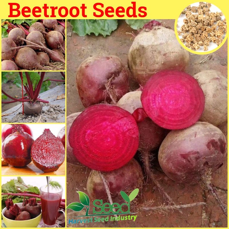 Beetroot Seeds for Planting (150 seeds/pack, Suitable for Growing In ...