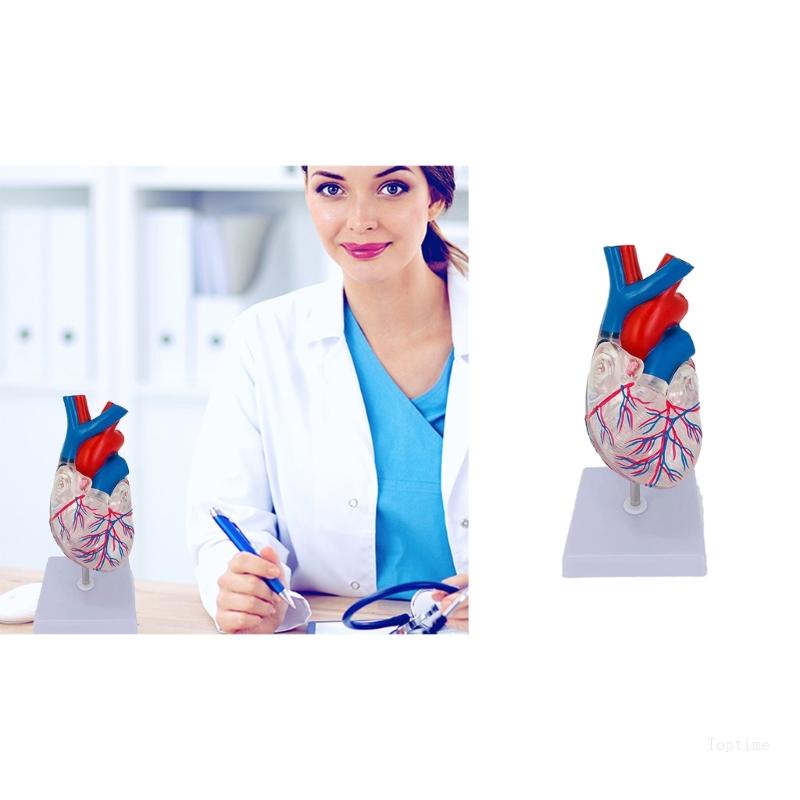 Top Detachable Science Anatomy Heart Model for Study Display Teaching
