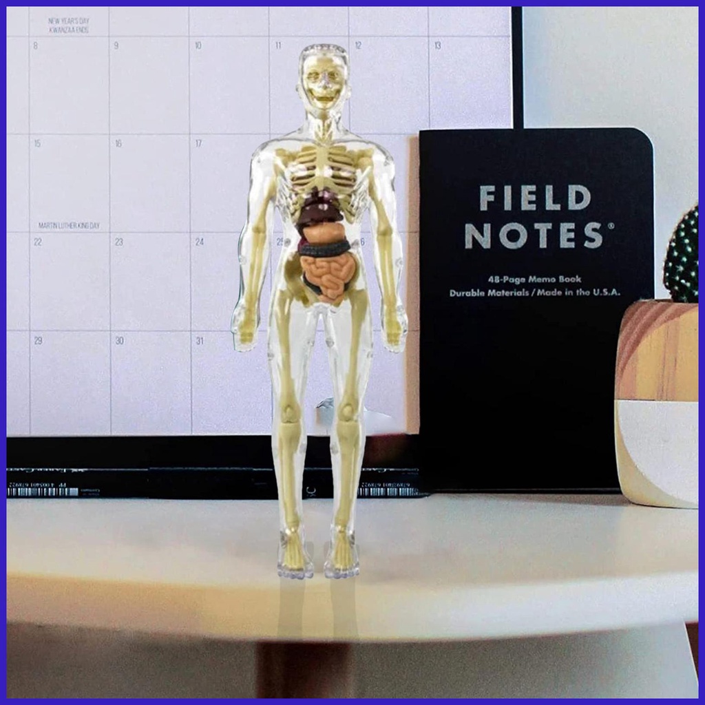 Toys Interactive Human Body Torso Anatomy Figure Posable Model Human