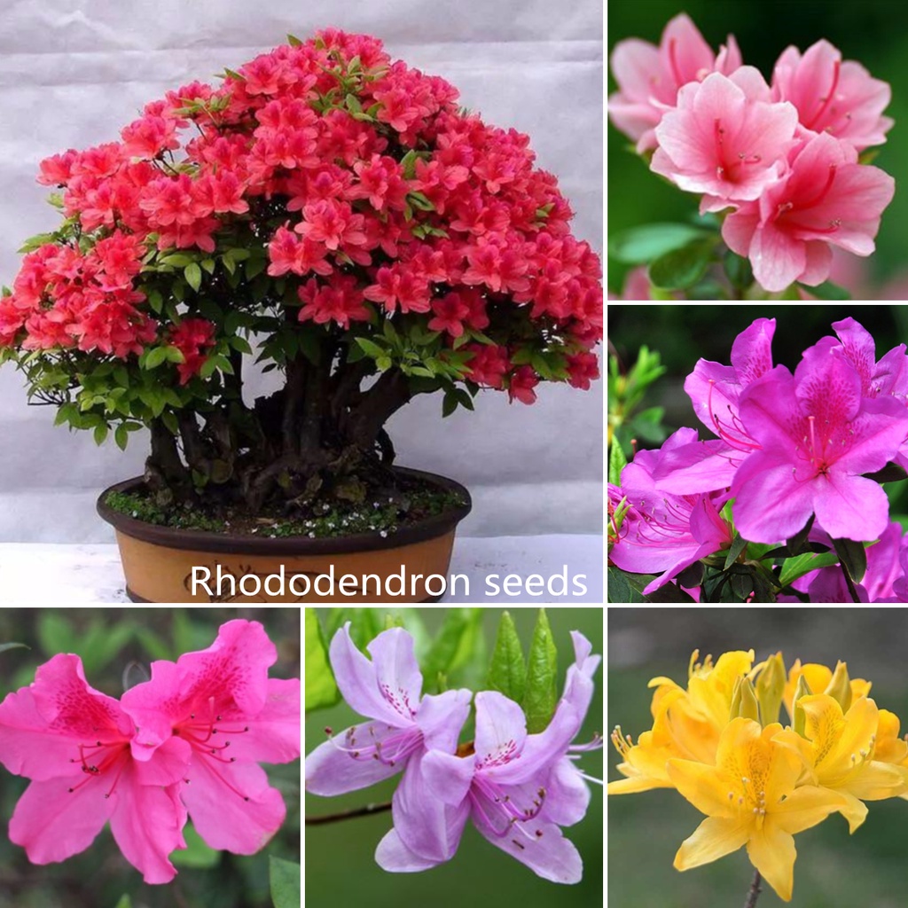 Stock 50pcs Mixed Rhododendron Seeds Japanese Azalea Bonsai Seedsplants ...
