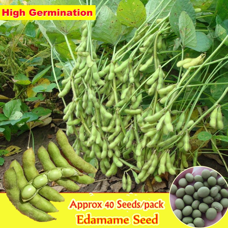 Premium Japanese Edamame Seeds ( 40 Seeds) Biji Benih Sayur Sayuran Hybrid Seeds Kacang Soya
