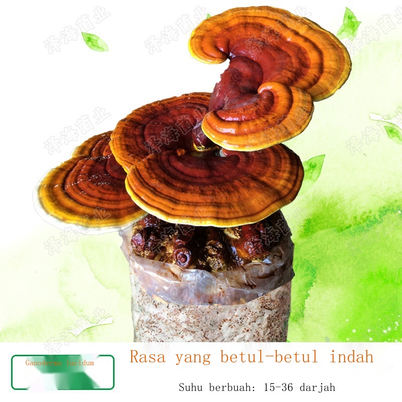 Pleurotus eryngii beg tumbuh lebih besar + tin penyiraman + manual