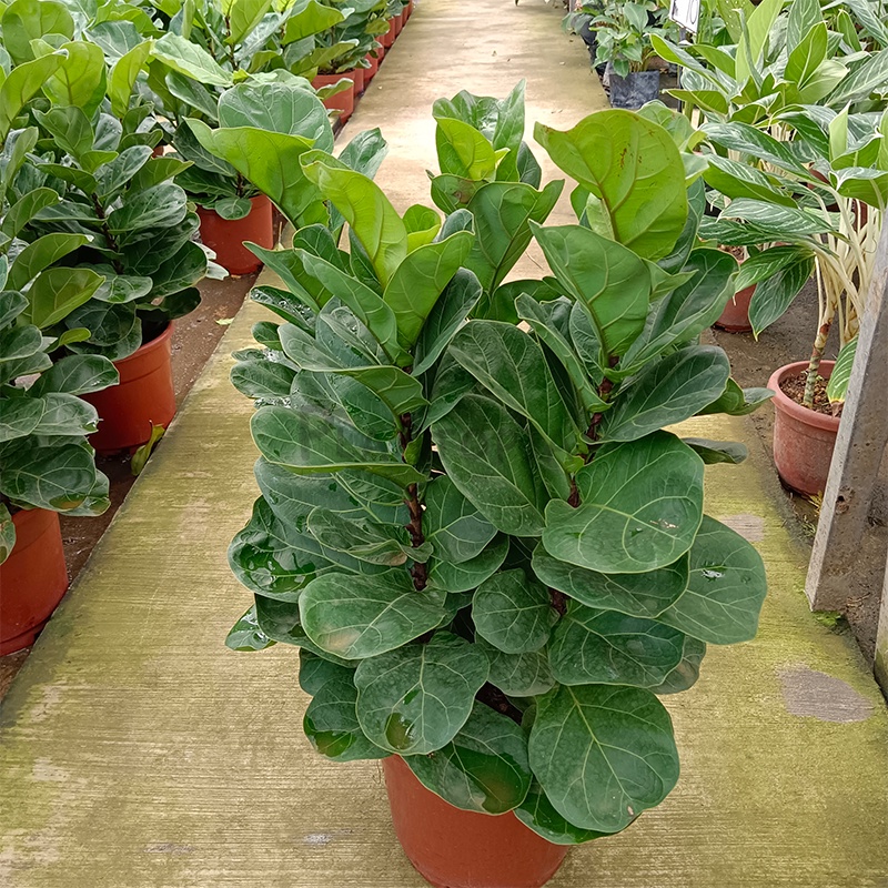 [Plantopia] Ficus Lyrata (4 stem) | 大琴榕 | Fiddle Fig | Pokok Hiasan ...