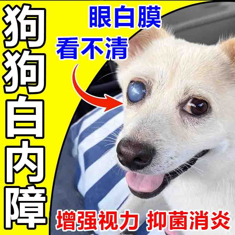 Special for dog cataracts, dog eye white film, white eye, do狗狗白内障专用狗狗眼睛