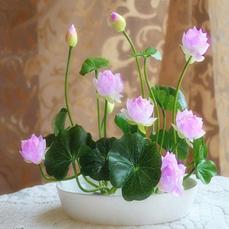 3 Pcs Lotus Water Lily Seeds Bowl Lotus Flower Seeds Multi-Color Mix Mini  Lotus Seeds Ready Stock Sarawak | Shopee Malaysia