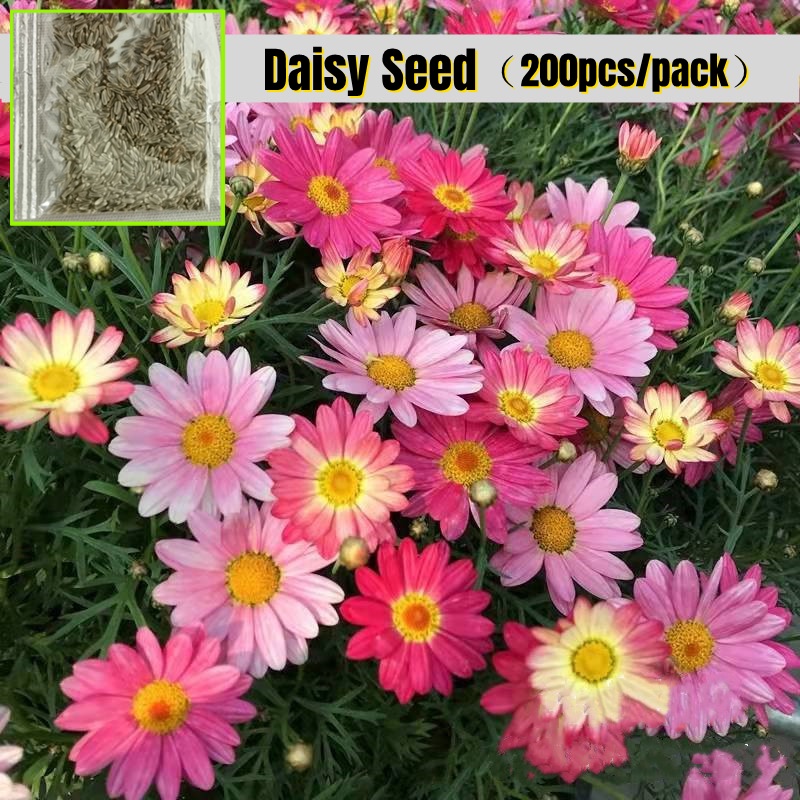 Daisy Flower Seeds (200 Pcs ) African Daisy Gazania Mix Flower Seeds