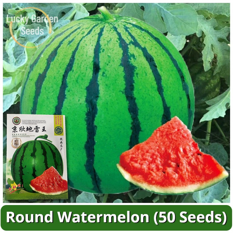 High Yield Watermelon Seeds (50 Seed) Benih Tembikai Sugar Baby