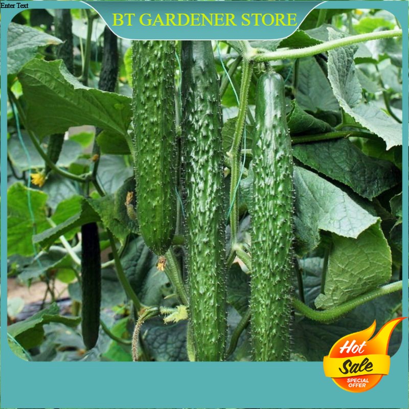 15 Pcs Benih Jepun Timun Japanese Cucumber Seed 日本黄瓜种子 Ready Stock ...