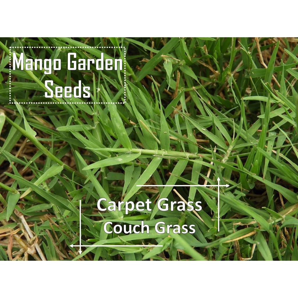 Couch Grass Seeds 2500 Seed Zoysia Grass Biji Benih Rumput Mango