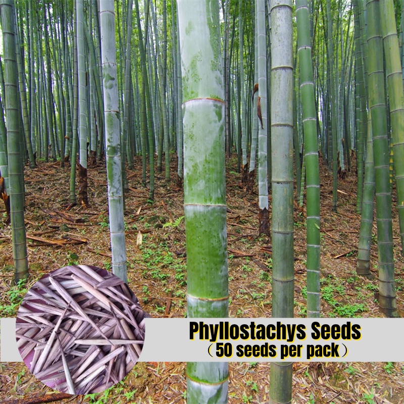 Fast Growing 50pcs Phyllostachys Pubescens Seeds for Planting Moso