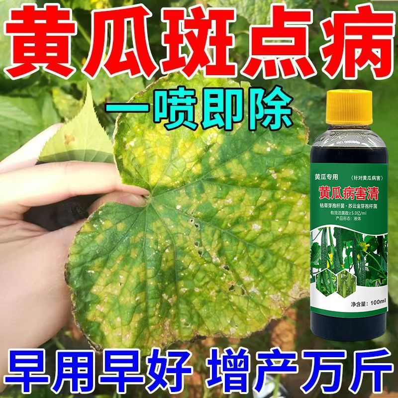 Cucumber Sterilizer Cucumber Disease Whole Cure Leaf Spot Disease