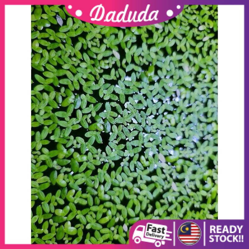 Duckweed LEJEN Floating (Lemna Minor) Water Plant Aquarium (pokok Air ...