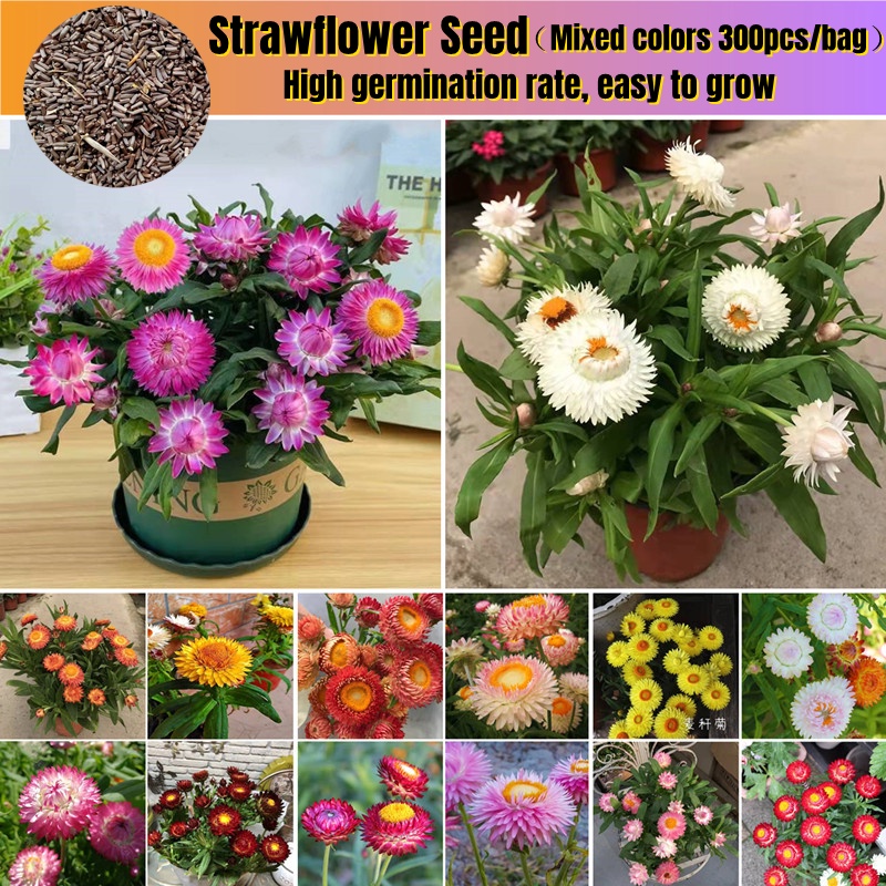 300 Pcs Mixed Colors Strawflower Seeds Bonsai Seeds for Planting Benih