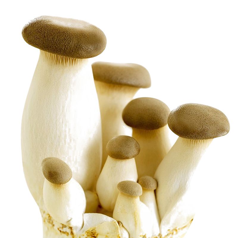 Pleurotus eryngii beg tumbuh lebih besar + tin penyiraman + manual