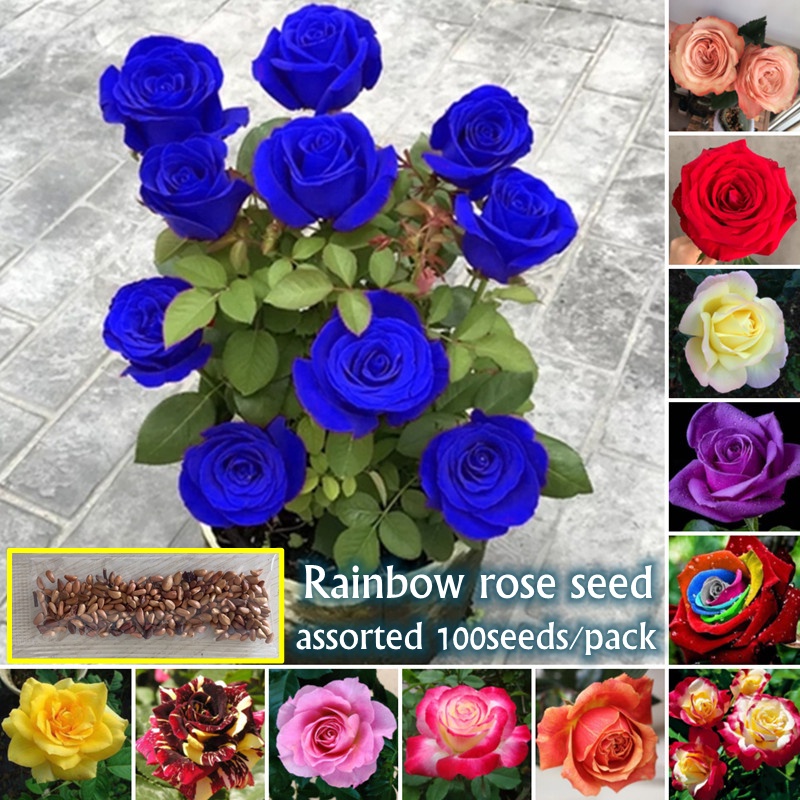 High Germination Rainbow Rose Seeds for Sale (Mixed Colors 100pcs) Rose