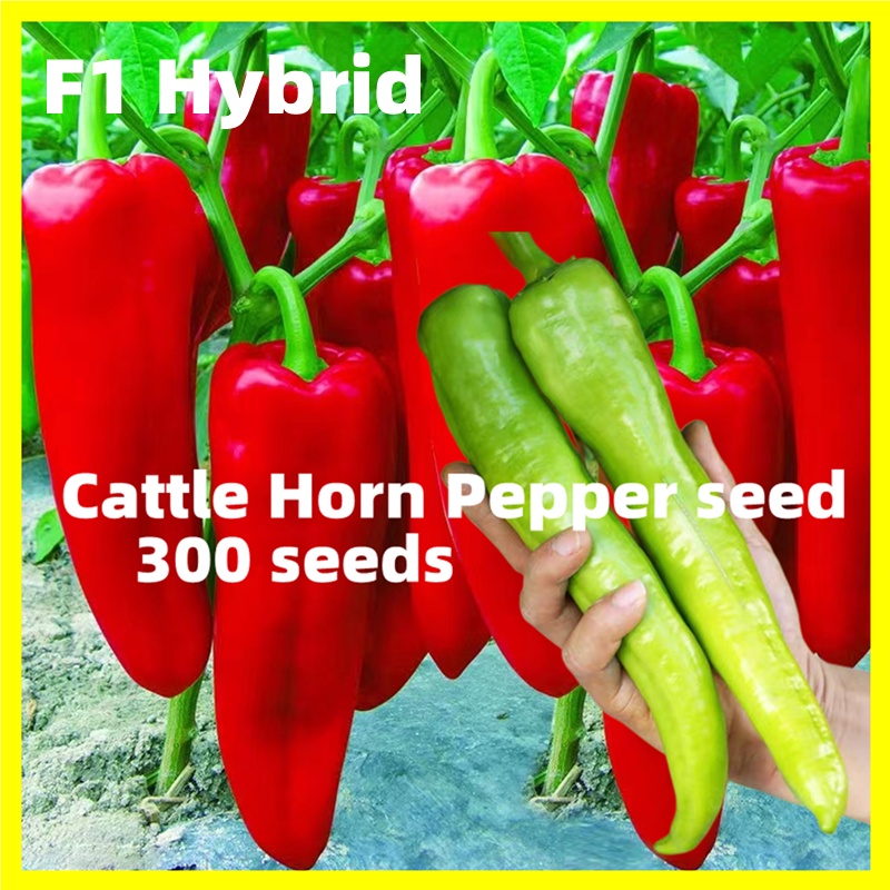 Hybrid Giant Cattle Horn Pepper Seeds High Yield 300 Seed Slightly