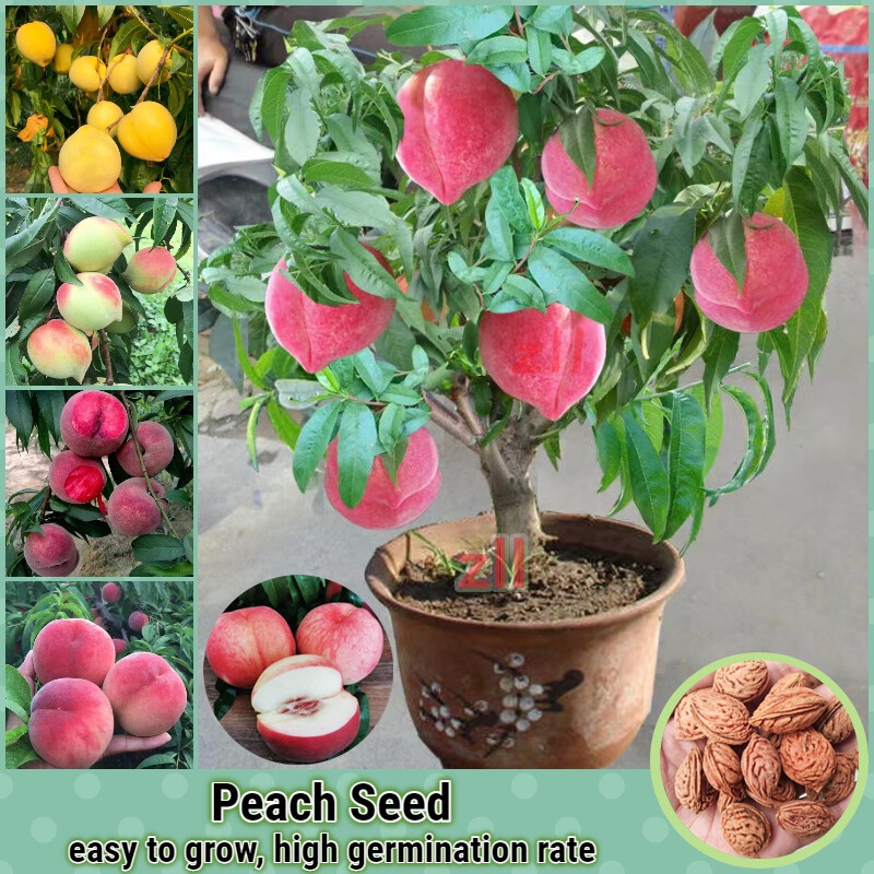 Peach Seeds Fresh Fruit Seeds for Planting (5-10 Seeds Per Pack) Benih ...
