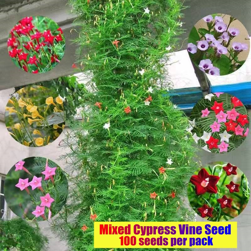 100 Seeds Assorted Cypress Vine Flower Seeds for Sale Mixed Vines Seeds ...