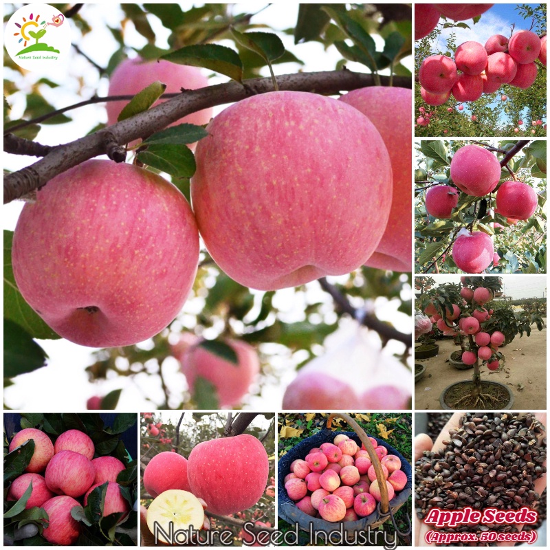 Dwarf Apple Tree Seeds for Planting (50 seeds/bag) Benih Pokok Epal