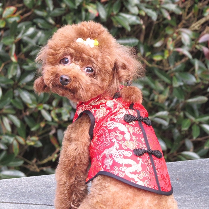 Pet Clothes Chinese New Year Shirt Dog Cat Tang Suit Cheongsam Wedding Dress CNY Outfit