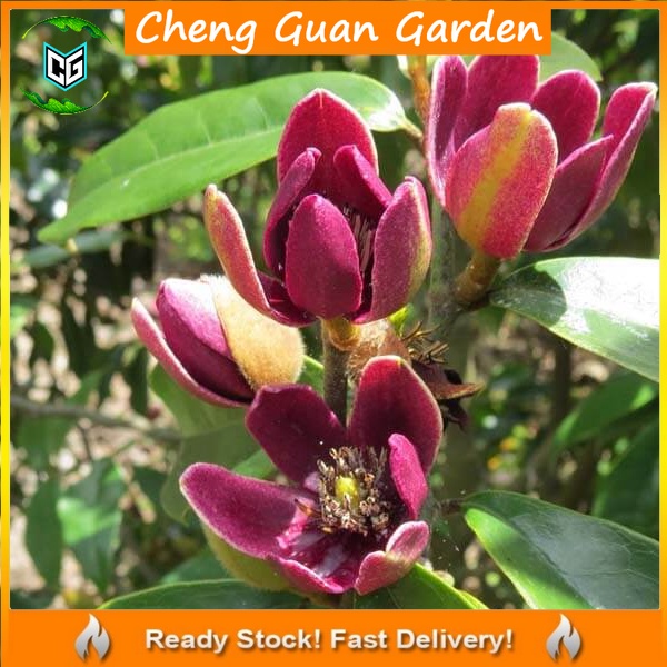 Anak Pokok Bunga Cempaka Pisang Merah Stellar Ruby Magnolia Bunga Wangi ...