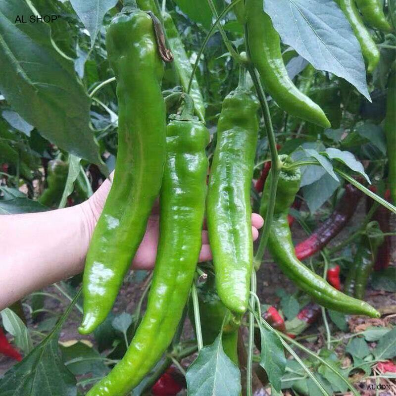 Benih Lada Besar Pokok Rendah / Green Big Pepper Seeds / 特大大辣椒
