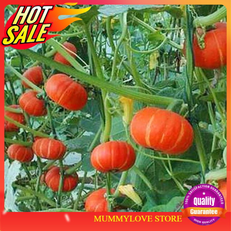 3 Pcs Biji Benih Labu Berangan Merah Red Chestnut Pumpkin Seeds ...