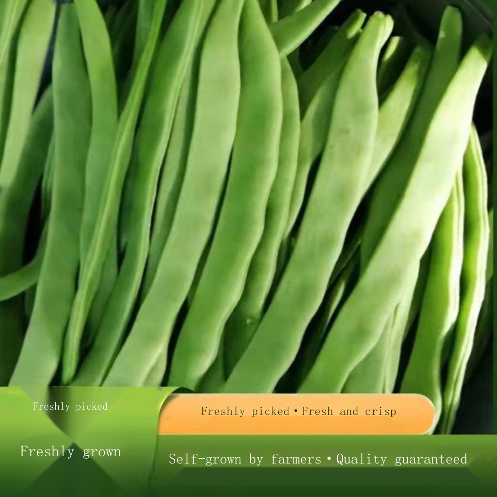 Fresh Lentils, Kidney Beans, String Beans, Farmgrown Vegetables, 15