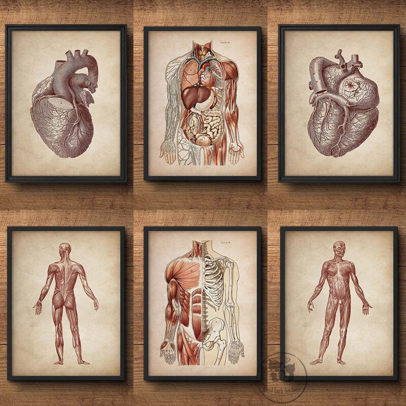 Vintage Human Muscular Anatomy Painting Medical Clinic Wall Art Picture ...