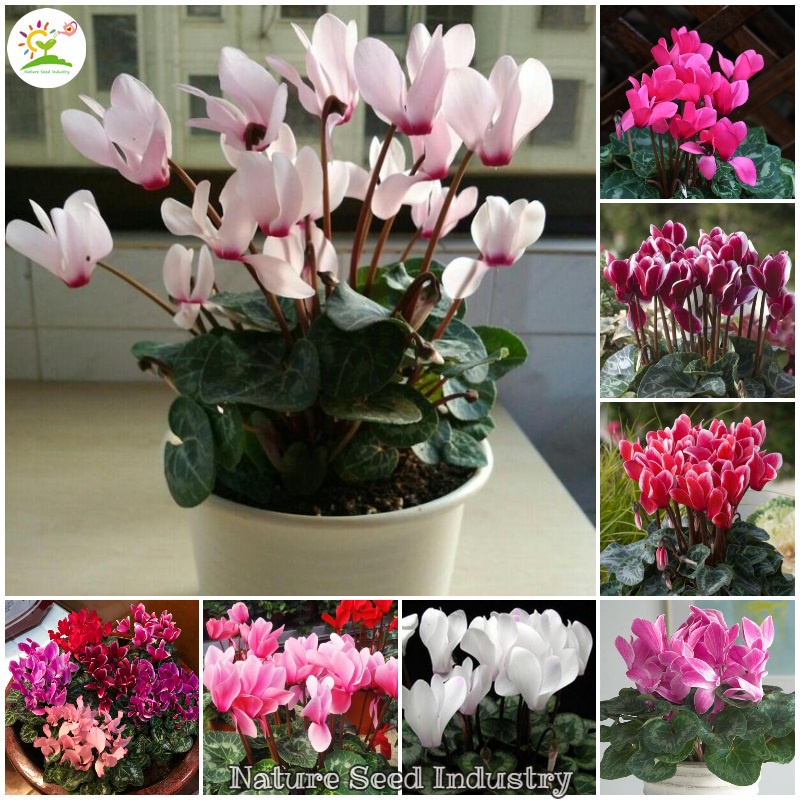 [Fast Germination] Cyclamen Seeds for Planting (200 seeds/bag, Mix ...