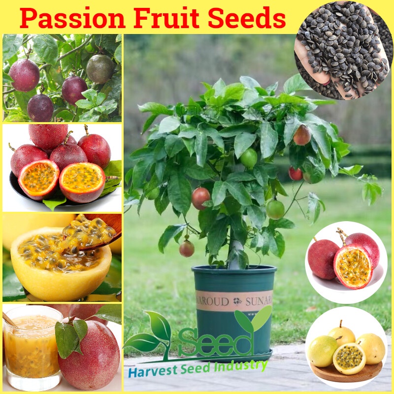 [100 Fresh Seeds] Passion Fruit Seed Bonsai Fruit Tree Seeds for