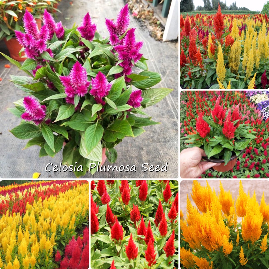 200pcs Mixcolor Celosia Plumosa Seed COCKSCOMB FLOWER Bonsai Seeds Rare ...