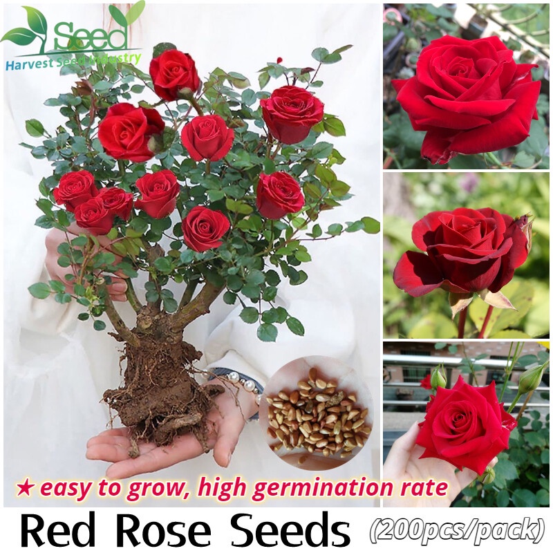 Red Rose Bonsai Seeds Flower Seeds for Planting (200 Pcs/pack, Suitable ...
