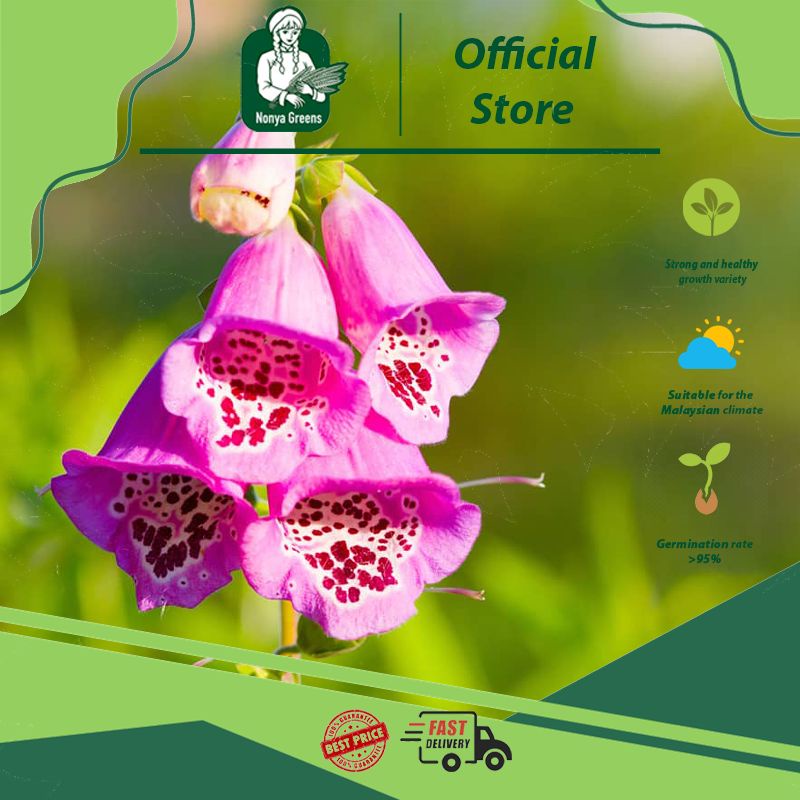 Digitalis purpurea flower seeds Nonya Greens common foxglove seeds fast