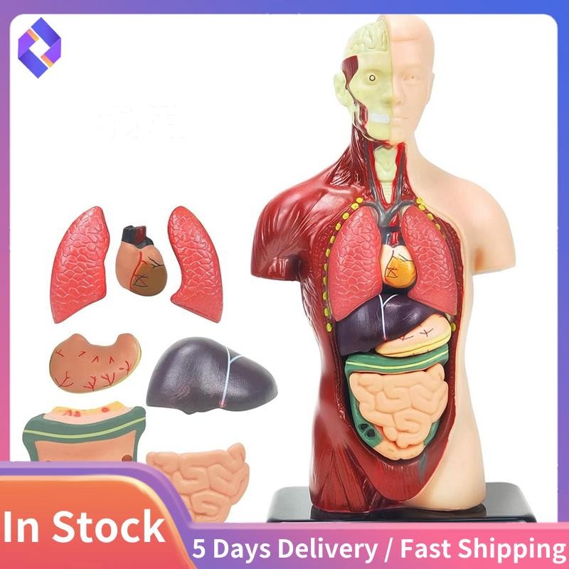 Human Body Model for Kids 11 Inch Multicolor Human Torso Anatomy Model ...