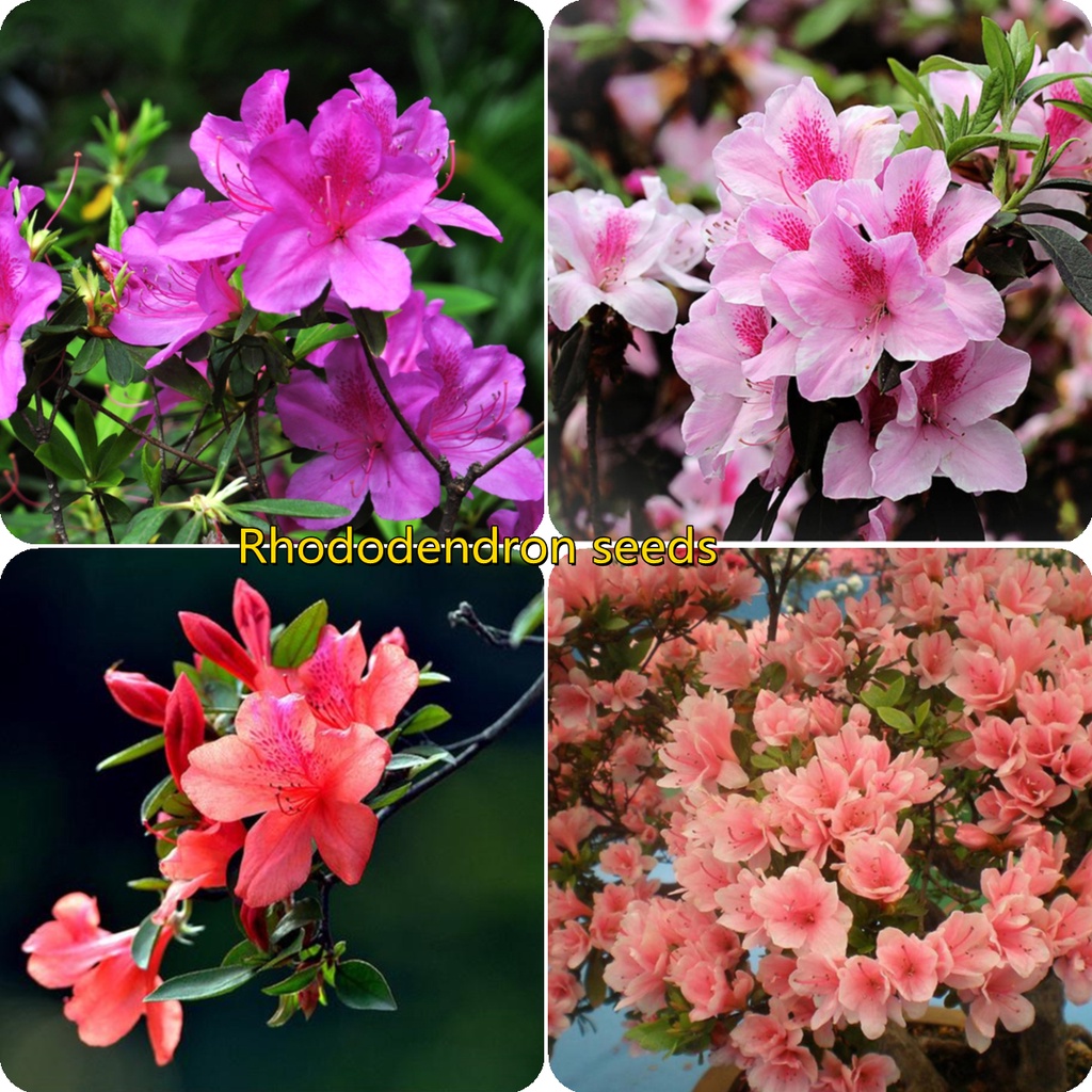 50pcs Mixcolor Japanese Azalea Bonsai Seedsplants, Rhododendron Azalea ...