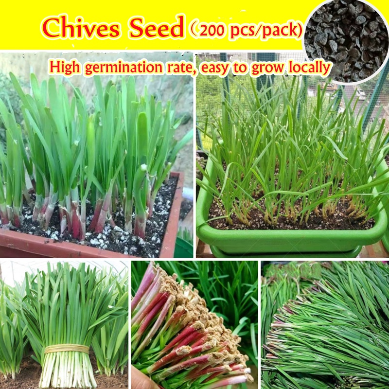 Chinese Chives Seeds for Planting (200 Pcs) Biji Benih Daun Kucai ...